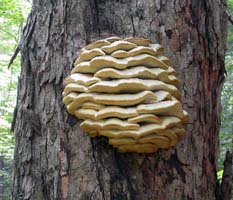 Here is the typical growth pattern on a standing Sugar Maple. 